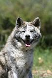 AKITA INU 417
